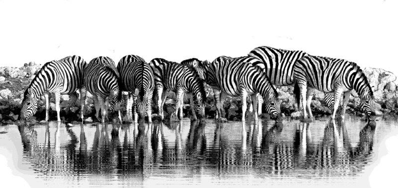 AS137 Wall décor art photographic on canvas wildlife zebras at waterhole black & white